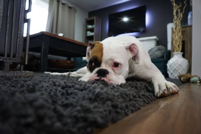 psi kacik kacik beds4dogs 840x560