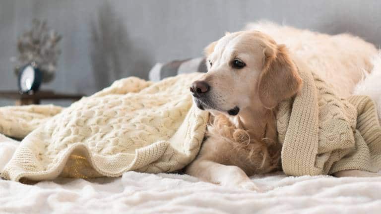 labrador