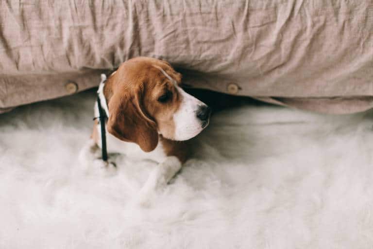 beagle scaled