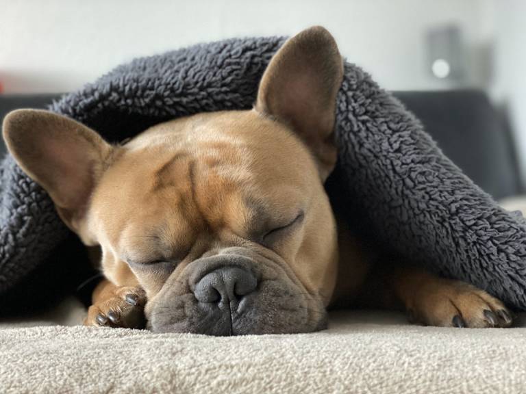 buldog