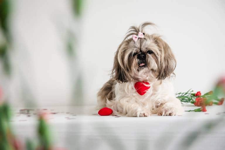 shih tzu scaled