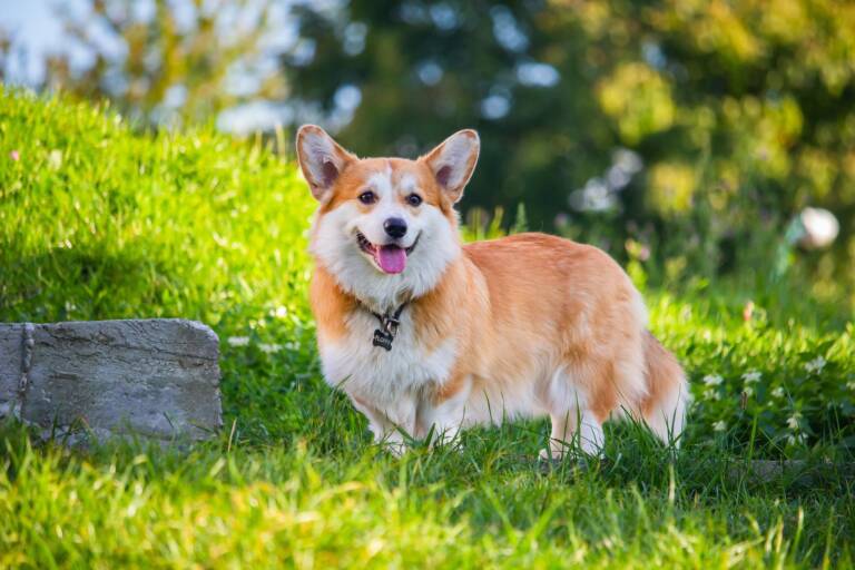 corgi