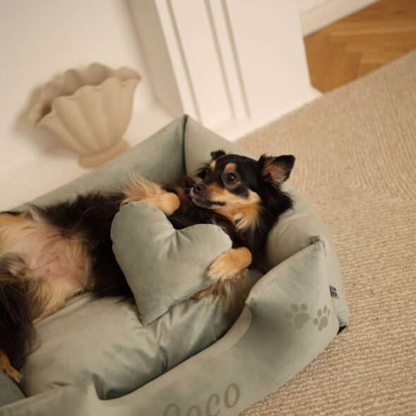 miętowe legowisko miętowe legowisko