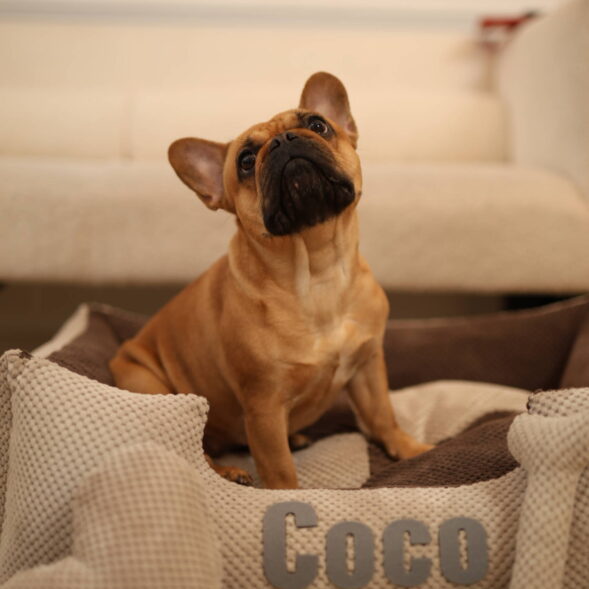 Wygodne legowisko dla psa Coco – buldog francuski w swoim ulubionym miejscu Buldog francuski wypoczywający w eleganckim legowisku Coco w beżowo-brązowych kolorach
