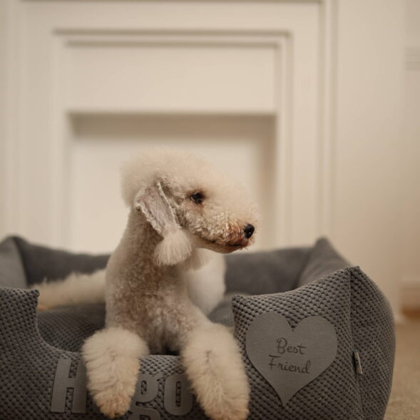 Pies w legowisku Hugo – miękkie miejsce odpoczynku z personalizacją Biały pies leżący w szarym legowisku Hugo z sercem „Best Friend”
