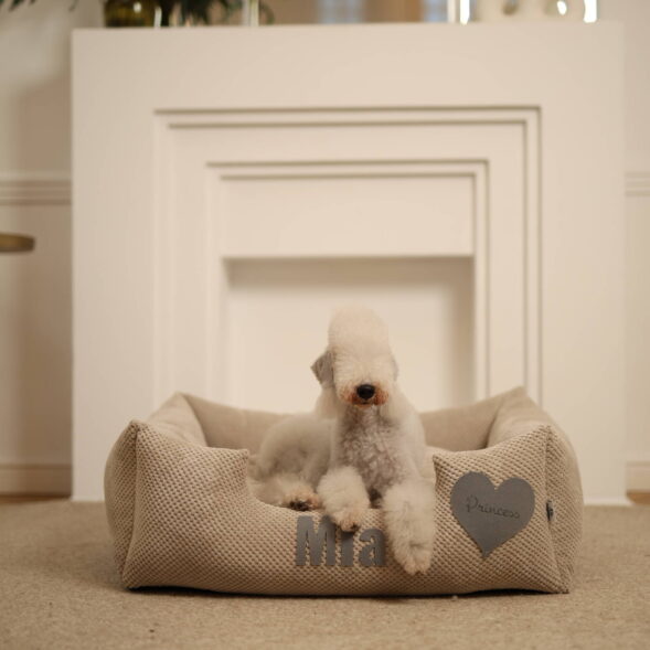 Pudel odpoczywa w legowisku Platinum Pudel miniaturowy na legowisku Platinum beżowym – detal personalizacji Mia