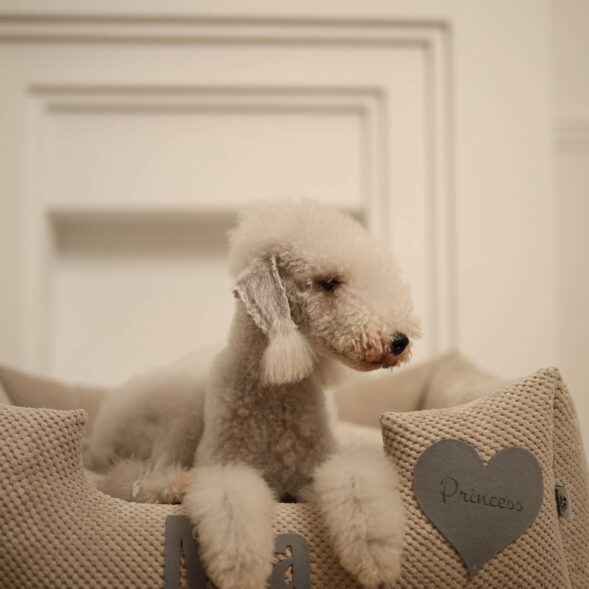 Pies w legowisku Platinum – personalizacja Mia Pudel miniaturowy na legowisku Platinum beżowym – detal personalizacji Mia